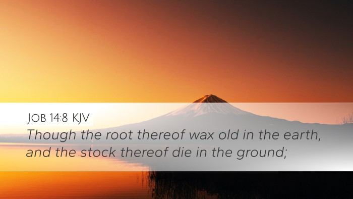 Job 14:8 KJV Desktop Wallpaper - Though the root thereof wax old in the earth, and - Desktop Bible Verse Wallpaper