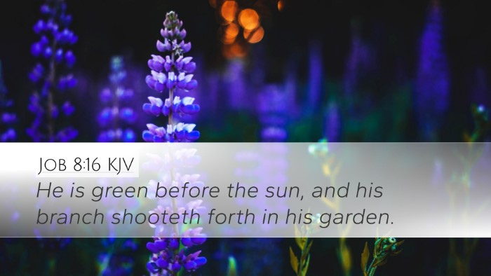 Job 8:16 KJV Bible Verse Image
