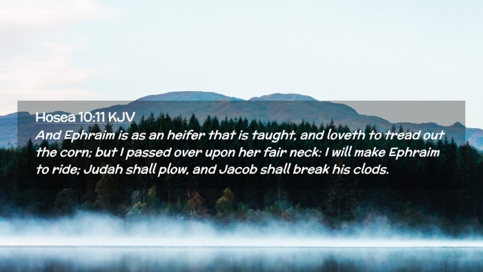 Picture 02 - Hosea 10:11 KJV Desktop Wallpaper - And Ephraim is as an heifer that is taught, and - Desktop Bible Verse Wallpaper