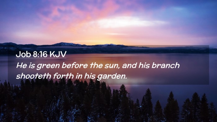 Picture 02 - Job 8:16 KJV Desktop Wallpaper - He is green before the sun, and his branch - Desktop Bible Verse Wallpaper