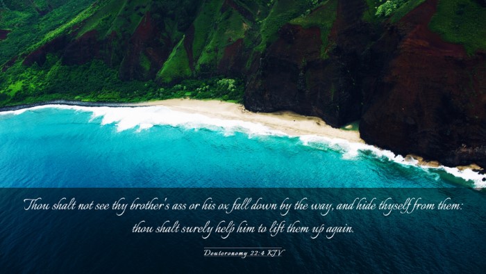 Picture 03 - Deuteronomy 22:4 KJV Desktop Wallpaper - Thou shalt not see thy brother's ass or his ox - Desktop Bible Verse Wallpaper
