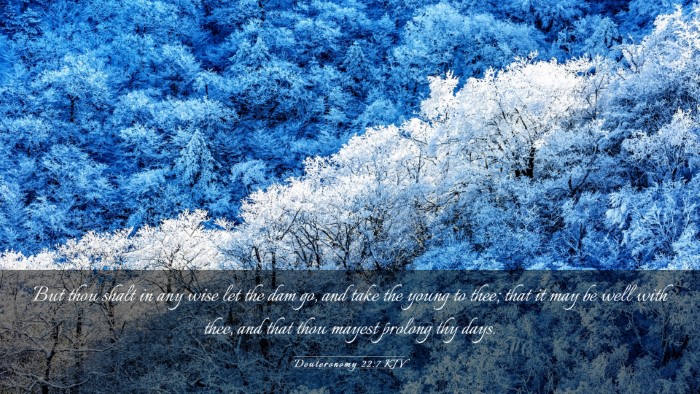 Picture 03 - Deuteronomy 22:7 KJV Desktop Wallpaper - But thou shalt in any wise let the dam go, and - Desktop Bible Verse Wallpaper
