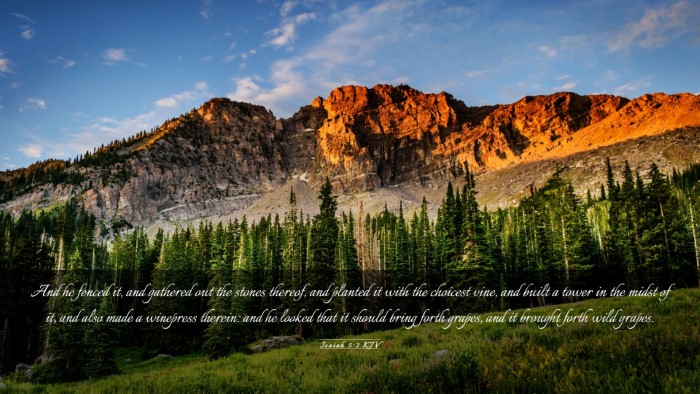 Picture 03 - Isaiah 5:2 KJV Desktop Wallpaper - And he fenced it, and gathered out the stones - Desktop Bible Verse Wallpaper