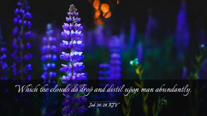 Picture 03 - Job 36:28 KJV Desktop Wallpaper - Which the clouds do drop and distil upon man - Desktop Bible Verse Wallpaper