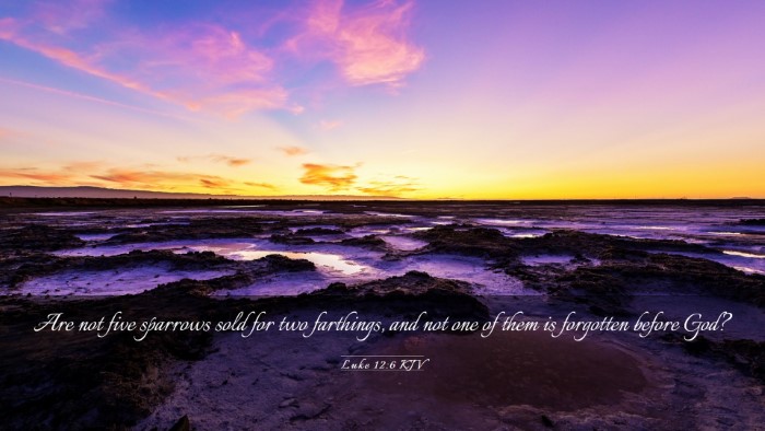 Picture 03 - Luke 12:6 KJV Desktop Wallpaper - Are not five sparrows sold for two farthings, and - Desktop Bible Verse Wallpaper