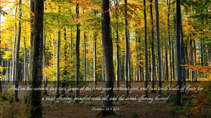 Picture 03 - Numbers 28:9 KJV Desktop Wallpaper - And on the sabbath day two lambs of the first - Desktop Bible Verse Wallpaper