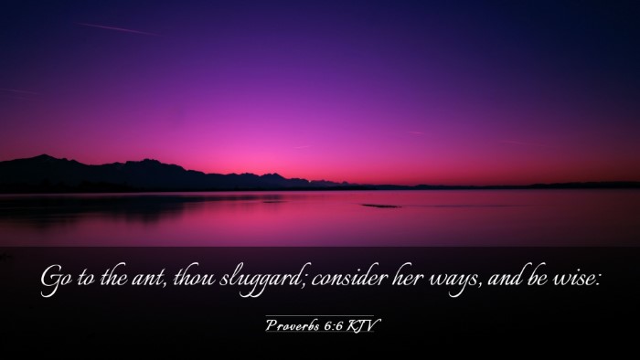 Picture 03 - Proverbs 6:6 KJV Desktop Wallpaper - Go to the ant, thou sluggard; consider her ways, - Desktop Bible Verse Wallpaper
