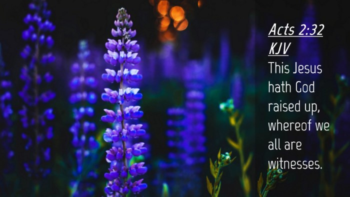 Picture 04 - Acts 2:32 KJV Desktop Wallpaper - This Jesus hath God raised up, whereof we all are - Desktop Bible Verse Wallpaper