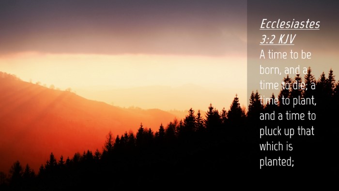 Picture 04 - Ecclesiastes 3:2 KJV Desktop Wallpaper - A time to be born, and a time to die; a time to - Desktop Bible Verse Wallpaper