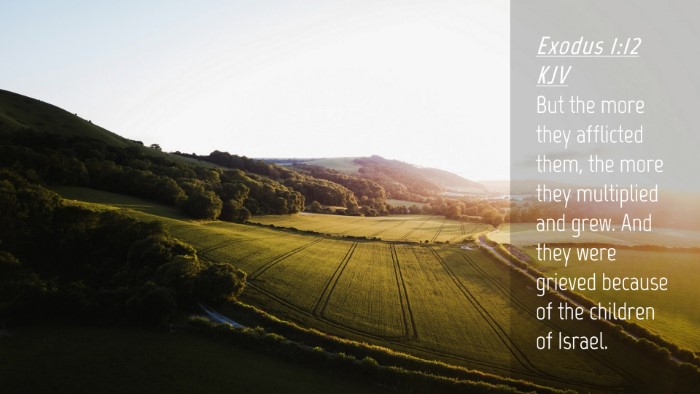 Picture 04 - Exodus 1:12 KJV Desktop Wallpaper - But the more they afflicted them, the more they - Desktop Bible Verse Wallpaper