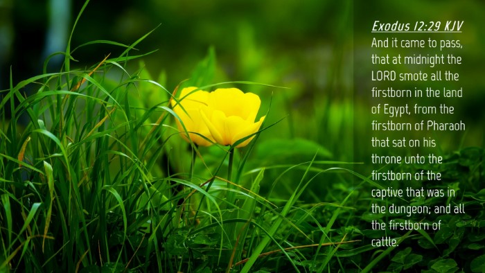 Picture 04 - Exodus 12:29 KJV Desktop Wallpaper - And it came to pass, that at midnight the LORD - Desktop Bible Verse Wallpaper