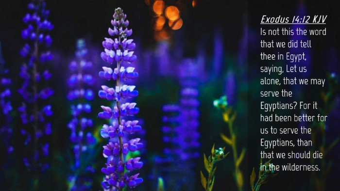 Picture 04 - Exodus 14:12 KJV Desktop Wallpaper - Is not this the word that we did tell thee in - Desktop Bible Verse Wallpaper
