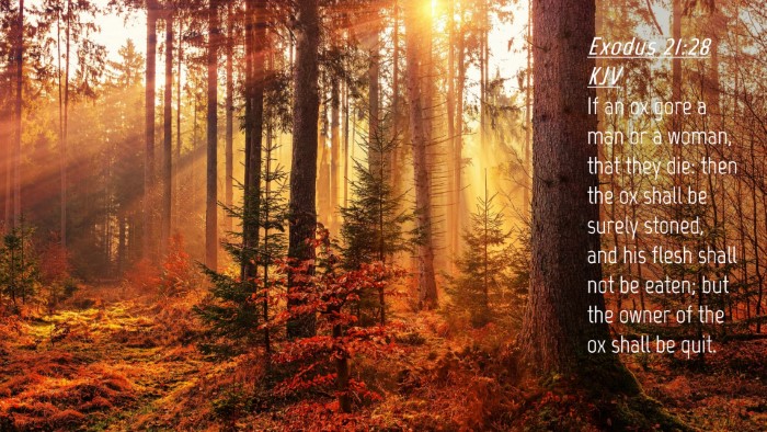 Picture 04 - Exodus 21:28 KJV Desktop Wallpaper - If an ox gore a man or a woman, that they die: - Desktop Bible Verse Wallpaper