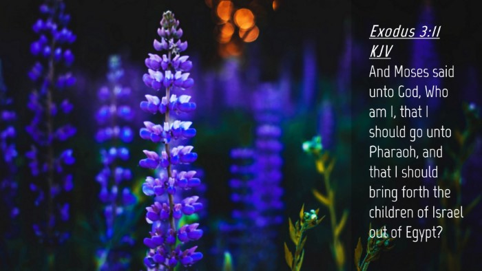 Picture 04 - Exodus 3:11 KJV Desktop Wallpaper - And Moses said unto God, Who am I, that I should - Desktop Bible Verse Wallpaper