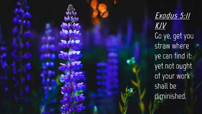 Picture 04 - Exodus 5:11 KJV Desktop Wallpaper - Go ye, get you straw where ye can find it: yet - Desktop Bible Verse Wallpaper