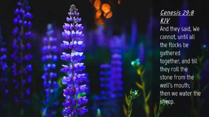Picture 04 - Genesis 29:8 KJV Desktop Wallpaper - And they said, We cannot, until all the flocks be - Desktop Bible Verse Wallpaper