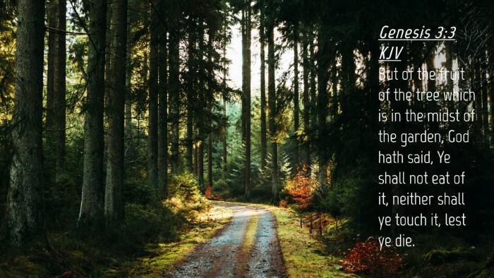 Picture 04 - Genesis 3:3 KJV Desktop Wallpaper - But of the fruit of the tree which is in the - Desktop Bible Verse Wallpaper
