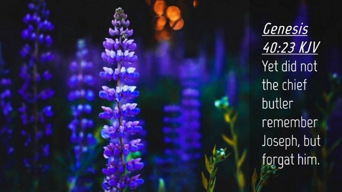 Picture 04 - Genesis 40:23 KJV Desktop Wallpaper - Yet did not the chief butler remember Joseph, but - Desktop Bible Verse Wallpaper
