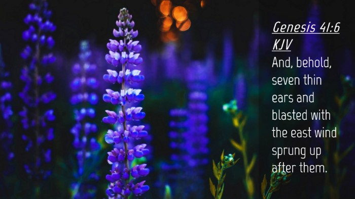 Picture 04 - Genesis 41:6 KJV Desktop Wallpaper - And, behold, seven thin ears and blasted with the - Desktop Bible Verse Wallpaper