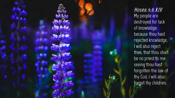 Picture 04 - Hosea 4:6 KJV Desktop Wallpaper - My people are destroyed for lack of knowledge: - Desktop Bible Verse Wallpaper