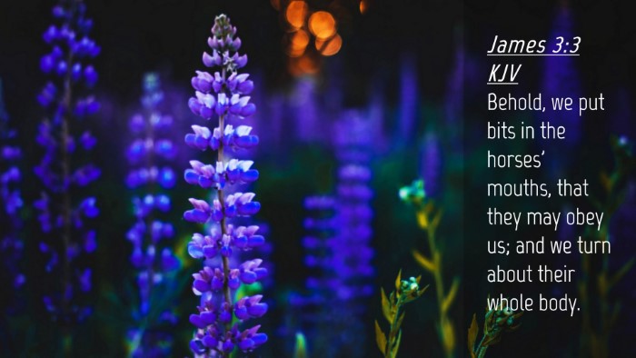 Picture 04 - James 3:3 KJV Desktop Wallpaper - Behold, we put bits in the horses' mouths, that - Desktop Bible Verse Wallpaper