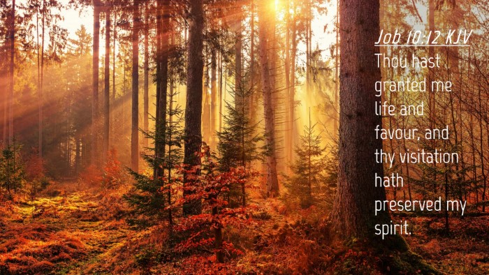 Picture 04 - Job 10:12 KJV Desktop Wallpaper - Thou hast granted me life and favour, and thy - Desktop Bible Verse Wallpaper