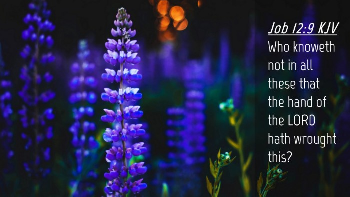 Picture 04 - Job 12:9 KJV Desktop Wallpaper - Who knoweth not in all these that the hand of the - Desktop Bible Verse Wallpaper