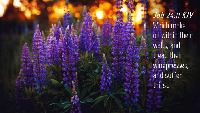 Picture 04 - Job 24:11 KJV Desktop Wallpaper - Which make oil within their walls, and tread - Desktop Bible Verse Wallpaper
