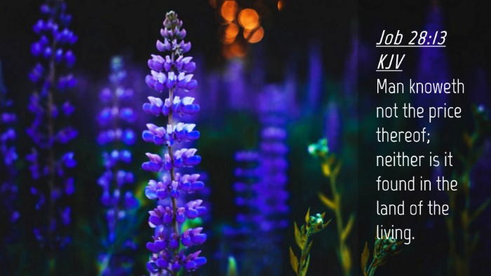 Picture 04 - Job 28:13 KJV Desktop Wallpaper - Man knoweth not the price thereof; neither is it - Desktop Bible Verse Wallpaper