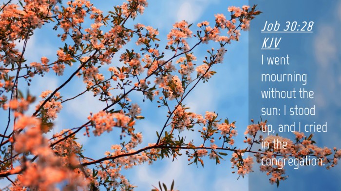 Picture 04 - Job 30:28 KJV Desktop Wallpaper - I went mourning without the sun: I stood up, and - Desktop Bible Verse Wallpaper