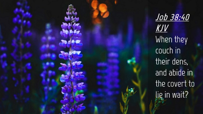 Picture 04 - Job 38:40 KJV Desktop Wallpaper - When they couch in their dens, and abide in the - Desktop Bible Verse Wallpaper