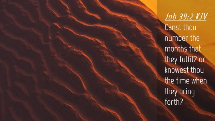 Picture 04 - Job 39:2 KJV Desktop Wallpaper - Canst thou number the months that they fulfil? or - Desktop Bible Verse Wallpaper