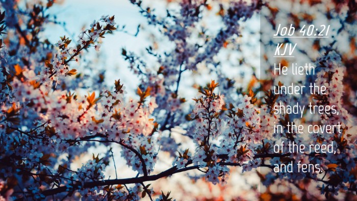 Picture 04 - Job 40:21 KJV Desktop Wallpaper - He lieth under the shady trees, in the covert of - Desktop Bible Verse Wallpaper