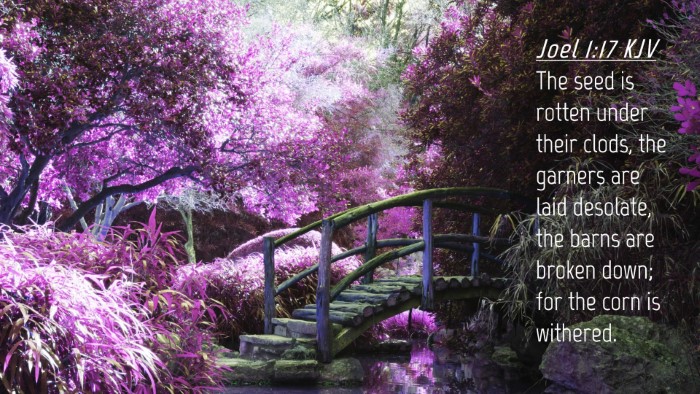 Picture 04 - Joel 1:17 KJV Desktop Wallpaper - The seed is rotten under their clods, the garners - Desktop Bible Verse Wallpaper
