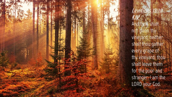 Picture 04 - Leviticus 19:10 KJV Desktop Wallpaper - And thou shalt not glean thy vineyard, neither - Desktop Bible Verse Wallpaper