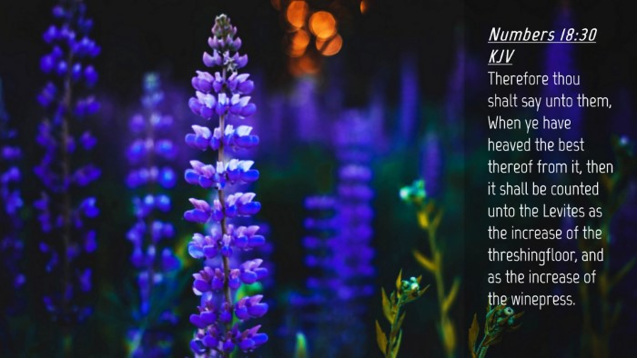 Picture 04 - Numbers 18:30 KJV Desktop Wallpaper - Therefore thou shalt say unto them, When ye have - Desktop Bible Verse Wallpaper