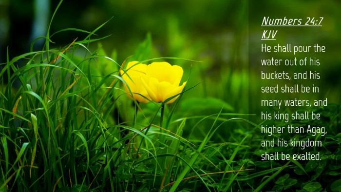 Picture 04 - Numbers 24:7 KJV Desktop Wallpaper - He shall pour the water out of his buckets, and - Desktop Bible Verse Wallpaper