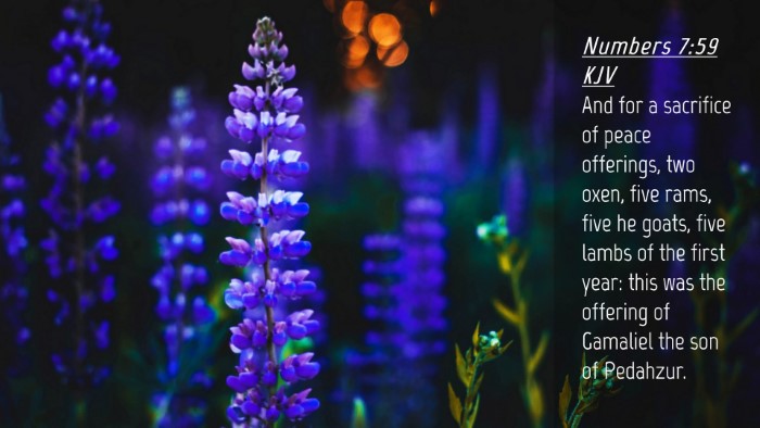 Picture 04 - Numbers 7:59 KJV Desktop Wallpaper - And for a sacrifice of peace offerings, two oxen, - Desktop Bible Verse Wallpaper