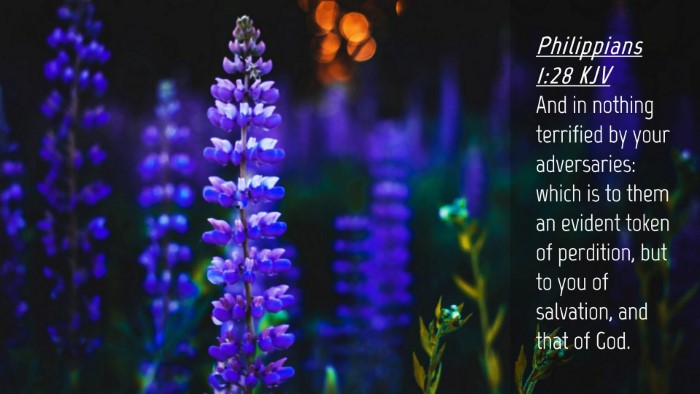 Picture 04 - Philippians 1:28 KJV Desktop Wallpaper - And in nothing terrified by your adversaries: - Desktop Bible Verse Wallpaper