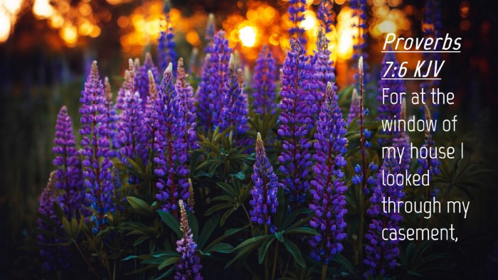 Picture 04 - Proverbs 7:6 KJV Desktop Wallpaper - For at the window of my house I looked through my - Desktop Bible Verse Wallpaper