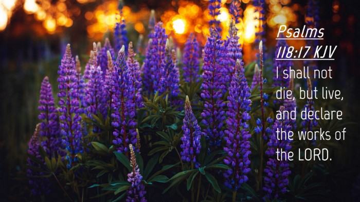 Picture 04 - Psalms 118:17 KJV Desktop Wallpaper - I shall not die, but live, and declare the works - Desktop Bible Verse Wallpaper