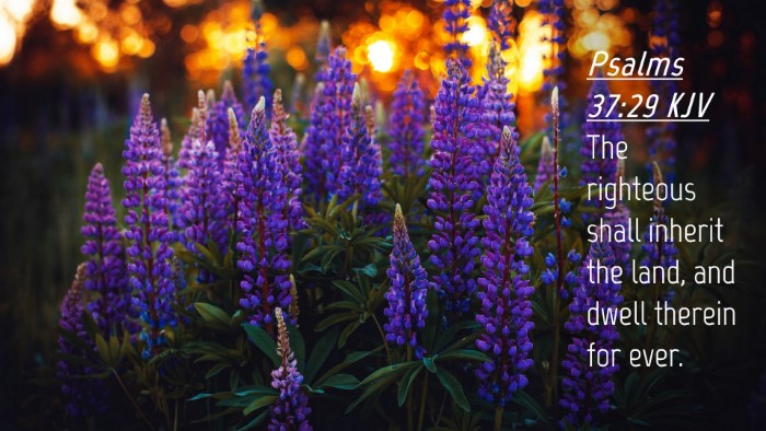 Picture 04 - Psalms 37:29 KJV Desktop Wallpaper - The righteous shall inherit the land, and dwell - Desktop Bible Verse Wallpaper