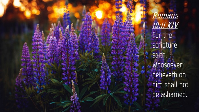 Picture 04 - Romans 10:11 KJV Desktop Wallpaper - For the scripture saith, Whosoever believeth on - Desktop Bible Verse Wallpaper
