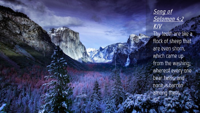 Picture 04 - Song of Solomon 4:2 KJV Desktop Wallpaper - Thy teeth are like a flock of sheep that are even - Desktop Bible Verse Wallpaper