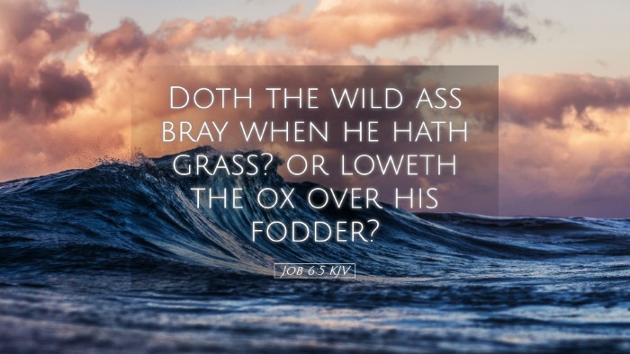 Picture 05 - Job 6:5 KJV Desktop Wallpaper - Doth the wild ass bray when he hath grass? or - Desktop Bible Verse Wallpaper