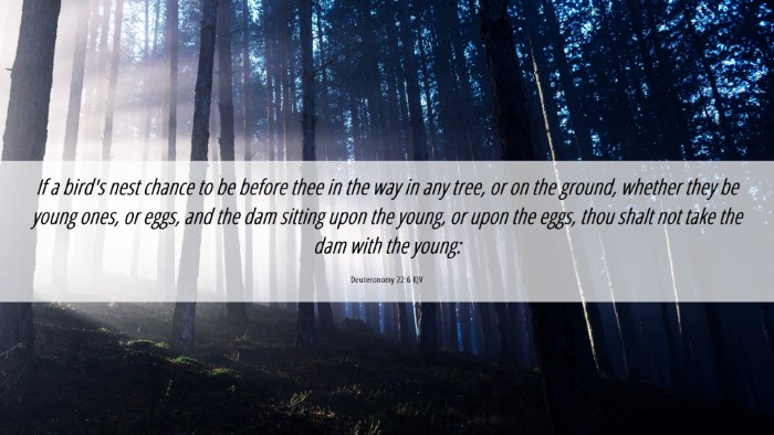 Picture 06 - Deuteronomy 22:6 KJV Desktop Wallpaper - If a bird's nest chance to be before thee in the - Desktop Bible Verse Wallpaper