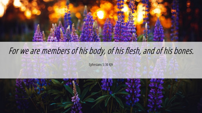 Picture 06 - Ephesians 5:30 KJV Desktop Wallpaper - For we are members of his body, of his flesh, and - Desktop Bible Verse Wallpaper