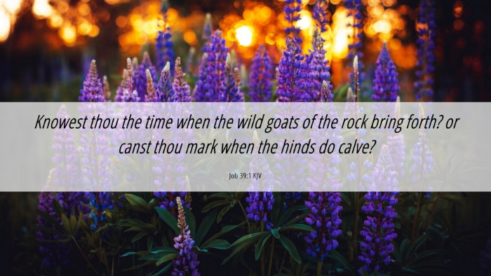 Picture 06 - Job 39:1 KJV Desktop Wallpaper - Knowest thou the time when the wild goats of the - Desktop Bible Verse Wallpaper
