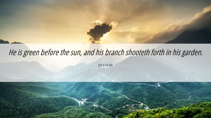 Picture 06 - Job 8:16 KJV Desktop Wallpaper - He is green before the sun, and his branch - Desktop Bible Verse Wallpaper