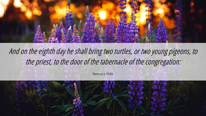 Picture 06 - Numbers 6:10 KJV Desktop Wallpaper - And on the eighth day he shall bring two turtles, - Desktop Bible Verse Wallpaper